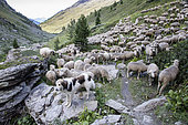 Troupeau et chien de protection dans la Réserve naturelle du Viso, Parc naturel régional du Queyras, Alpes, France