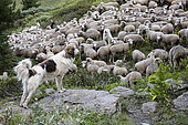 Troupeau et chien de protection dans la Réserve naturelle du Viso, Parc naturel régional du Queyras, Alpes, France
