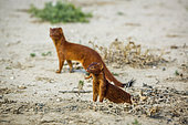Two Slender mongoose (Galerella sanguinea) out of den in dry land in Kgalagadi transfrontier park, South Africa