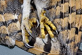 Barn Owl (Tyto alba), talon of an injured bird, France