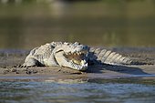 Nile Crocodile (Crocodylus niloticus), sunbathing, gaping mouth, on a sandbank, Zambezi River, Lower Zambezi National Park, Zambia, Africa