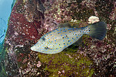 Scribbled filefisch (Aluterus scriptus). El Hierro, Canary Islands.