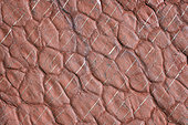 Mudcracks in the Permian pelites of the Cians Gorges, Alpes Maritimes, France. Permian pelites aged 250 Ma: clays of volcanic and detrital origin were oxidised under a tropical climate and slowly transformed into rocks, over a thickness of 1000 metres. Mudcracks were formed on the surface of sedimentation lagoons during dry periods in a tropical climate. Gorges du Cians, Dôme du Barrot