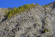 Helminthoid flysch cliff in Haute Ubaye. Helminthoid flysch is a turbidity that dates from the Upper Cretaceous, and shows sinuous traces associated with the movements of gastropods, which grazed the mud of the sea floor creating sinuous grooves. Haute Ubaye, Alpes de Haute-Provence, France