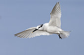Sandwich Tern (Thalasseus sandvicensis), individual in flight, Campania, Italy