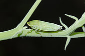 Leafhopper (Krisnini Tribe) on stem, West Bali National Park, near Menjangan Island, Buleleng, Bali, Indonesia