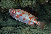 Bloch's Bigeye (Priacanthus blochii), Post 2 dive site, Menjangan Island, Buleleng, Bali, Indonesia