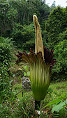 Titan arum (Amorphophallus titanum) in forest, Gunung Leuser National Park, North Sumatra
