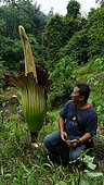 Titan arum (Amorphophallus titanum) with man in forest, Gunung Leuser National Park, North Sumatra