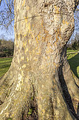 London plane (Platanus hispanica) trunk