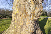 London plane (Platanus hispanica) trunk