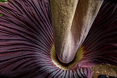 Titan arum (Amorphophallus titanum) view from above, Sumatra