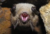 Geoffroy's bat (Myotis emarginatus) opening its mouth, Vosges du Nord Regional Nature Park, France