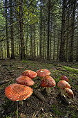 Fly agarics(Amanita muscaria) in the undergrowth of a spruce forest, Jura, France