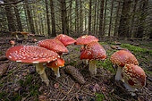 Fly agarics(Amanita muscaria) in the undergrowth of a spruce forest, Jura, France