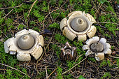 Collared earthstar (Geastrum triplex) in a spruce forest, Jura, France