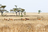 Swayne's Hartebeest (Alcelaphus buselaphus swaynei), Senkele Wildlife Sanctuary. Swayne's Hartebeest is an endangered antilope, which is endemic to Ethiopia. Africa, East Africa, Ethiopia