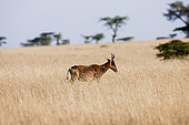 Swayne's Hartebeest (Alcelaphus buselaphus swaynei), Senkele Wildlife Sanctuary. Swayne's Hartebeest is an endangered antilope, which is endemic to Ethiopia. Africa, East Africa, Ethiopia