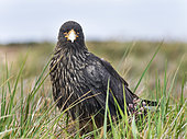 Striated Caracara (Phalcoboenus australis) or Johnny Rook, considered as very intelligent and curious, one of the rarest birds of prey in the world. South America, Falkland Islands, January