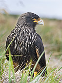 Striated Caracara (Phalcoboenus australis) or Johnny Rook, considered as very intelligent and curious, one of the rarest birds of prey in the world. South America, Falkland Islands, January
