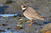 Common Ringed Plover (Charadrius hiaticula) pre-nuptial wintering male digging out an arenicolous worm on the foreshore at low tide, Finistère, Brittany, France