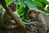 Long tail macaques (Macaca fascicularis) on tree, West Java, Indonesia