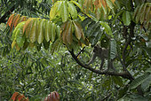 Long tail macaques (Macaca fascicularis) on tree, West Java, Indonesia