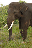 Sumatran elephant (Elephas maximus sumatranus) eating grass in swamp, Way Kambas National Park, Lampung, Sumatra