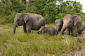 Sumatran elephant (Elephas maximus sumatranus) with young eating grass in swamp, Way Kambas National Park, Lampung, Sumatra