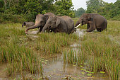 Sumatran elephant (Elephas maximus sumatranus) with young eating grass in swamp, Way Kambas National Park, Lampung, Sumatra