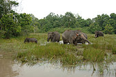 Sumatran elephant (Elephas maximus sumatranus) with young eating grass in swamp, Way Kambas National Park, Lampung, Sumatra