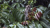 Long tail macaque (Macacafascicularis) on tree, West Java, Indonesia