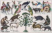 Zone painting South America, Peru, Bolivia, from natural history and ethnology, hand-coloured plate by Traugott Bromme, Stuttgart 1846, South America