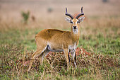 The Ugandan Kob (Kobus kob thomasi) in the Murchison Falls National Parl is the heraldic animal of Uganda. Africa, East Africa, Uganda
