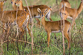 The Ugandan Kob (Kobus kob thomasi) in the Murchison Falls National Parl is the heraldic animal of Uganda. Africa, East Africa, Uganda