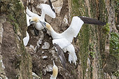 Northern Gannet (Morus bassanus) in the cliffs of Hermaness bird reserve on the island of Unst, Shetland Islands Europe, northern europe, great britain, scotland, Shetland Islands, June