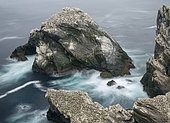 Hermaness National Nature Reserve on the island Unst. Hermaness Reserve with colony of Northern Gannet (Morus bassanus). Europe, northern europe, great britain, scotland, Shetland Islands, June