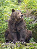Eurasian brown bear (Ursus arctos arctos) National Park Bavarian Forest, enclosure, Germany