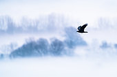 Common Raven (Corvus corax) in flight, Slovakia