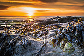 Limpets on a rock at sunset, Ambleteuse, Pas de Calais, France
