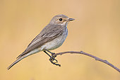 Spotted Flycatcher (Muscicapa striata), side view of an adult perched on a branch, Campania, Italy