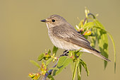 Spotted Flycatcher (Muscicapa striata), side view of an adult perched on a branch, Campania, Italy