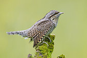 Eurasian Wryneck (Jynx torquilla), side view of an adult perched on an old branch, Campania, Italy
