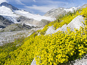 yellow whitlow-grass ( draba aizoides ), altitude 2800m in the National Park Hohe Tauern at the beginning of autumn. The National Park Hohe Tauern is protecting a high mountain environment with its characteristic landforms, wildlife and vegetation. Europe, Central Europe, Austria, Salzburg, August