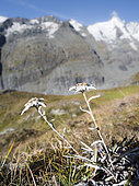 Edelweiss (Leontopodium nivale) in National Park Hohe Tauern, Mt.Grossglockner in the background. Europe, Central Europe, Austria, September