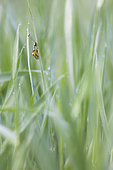 Ascalaphid on tall grass, Monts de Vaucluse, Provence, France
