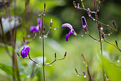 Brillantaisia (Brillantaisia lamium), Ubatuba, Sao Paulo State, Brazil