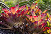 Bromeliads (Neoregelia sp.) growing on rock, Ilhabela, Sao Paulo State, Brazil