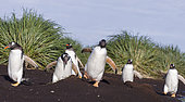 Gentoo Penguin (Pygoscelis papua), Falkland Islands. Marching at evening to the colony to feed the chicks. South America, Falkland Islands, January