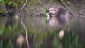 European beaver (Castor fiber) eating a Japanese knotweed leaf in summer, Alsace, France